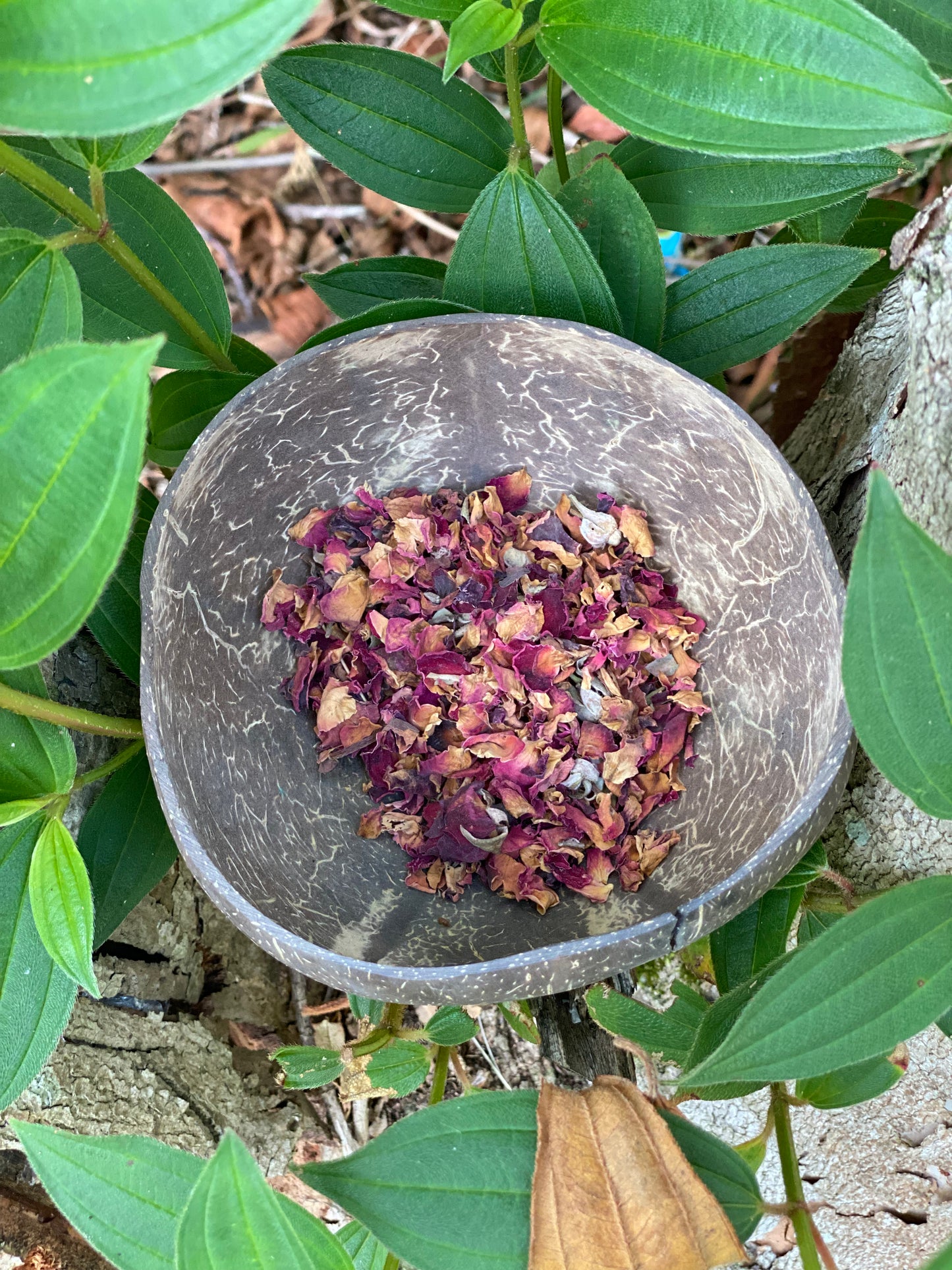 Red Sunset Rose Petals
