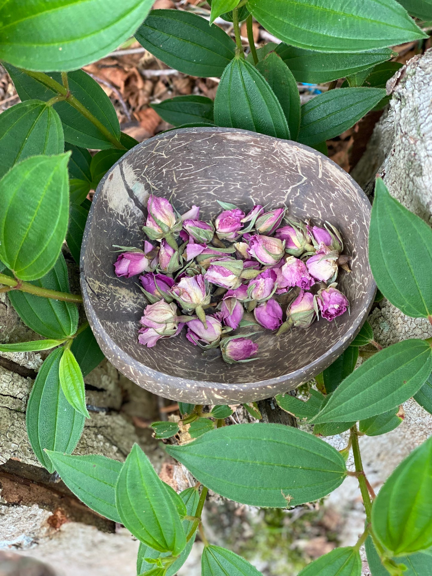 Pretty in Pink Rose Buds